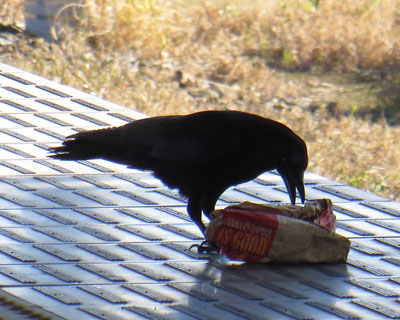 �w�Ń}�b�N�܂���