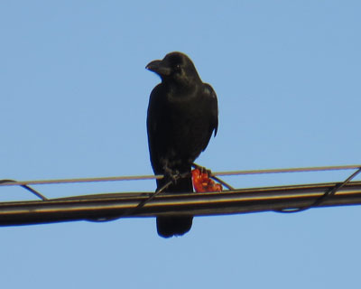 �`�ۂ��̂����Ă��u�g�����