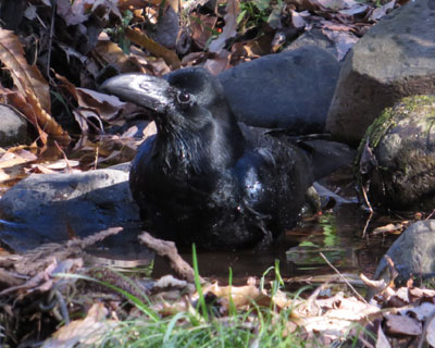 �u�g�̍s��