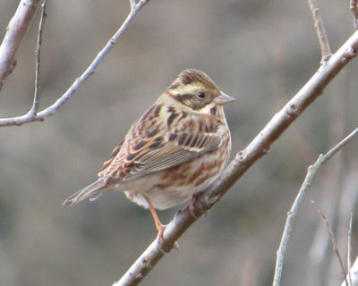 �J�V���_�J���ɂ�����