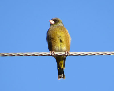 ����������Ƃ��ꂢ�ȃJ�����q��