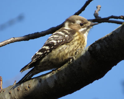 ���������ꂢ�Ɏʂ����R�Q��