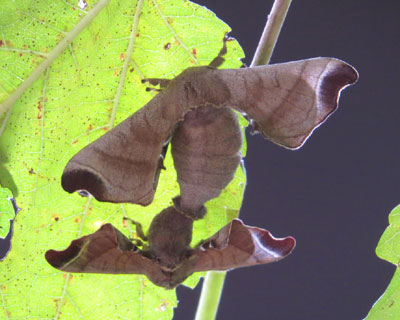 �N���R�͋ɑ�