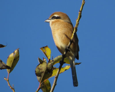 ���Y�͂��ꂢ