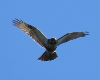 �m�X���������Ő�����΂���Ă�