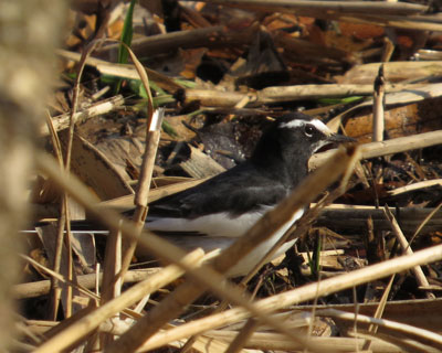 �u���Ȃ��Z�O���Z�L���C�͒�����