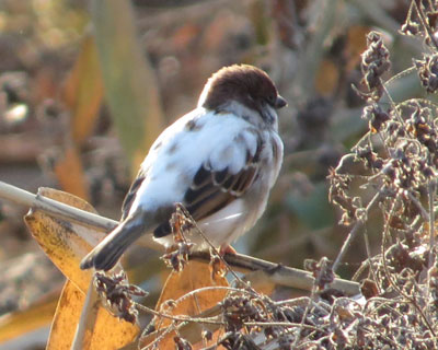 �J�r���������悤�ȃX�Y��