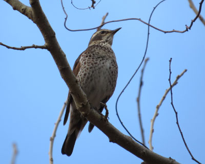 �܂����܂�����ĂȂ��c�O�~