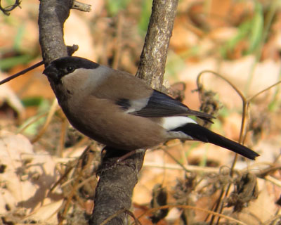 �v���Ԃ�̃E�\