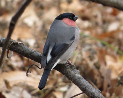 �Ȃ��������ς�����