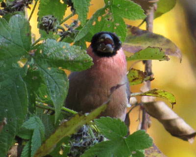 �����͐H�׉߂����Ǝv��