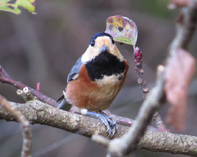 ���ʊ炪�������낢���}�K��