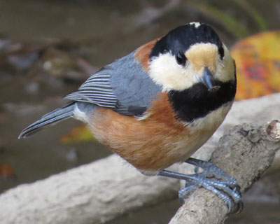 �{�ɂȂ񂩎h������