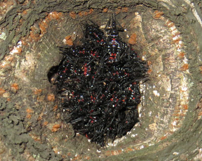 �l�܂��ĉz�~���郈�R�d�i�T�V�K��