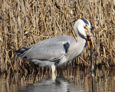 ���ݍ��߂Ȃ��啨