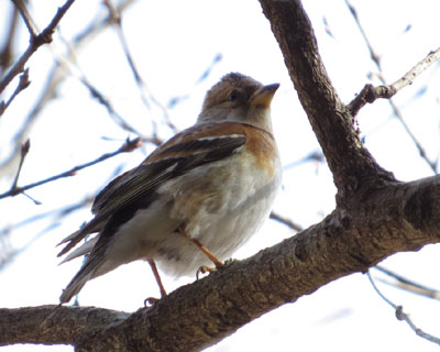 �A�g�����Ȃ������ʂɂ���