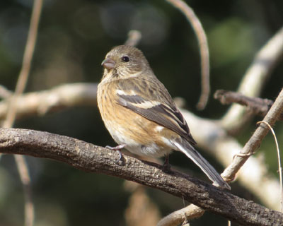 ���Ԃ�ŏ��ōŌ�̃x�j�}�V�R