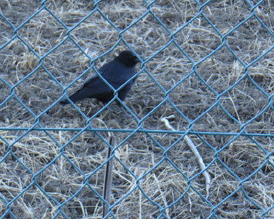 �w�r���^��ł�