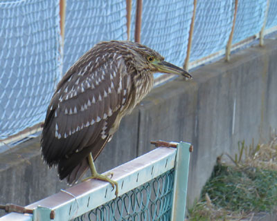 �����܂�S�C�T�M