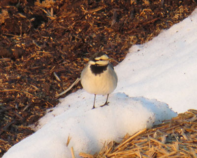 �����₽���n�N�Z�L���C