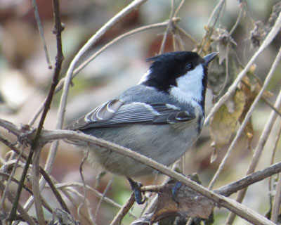 �Z�������ǎ~�܂邱�Ƃ�����q�K��