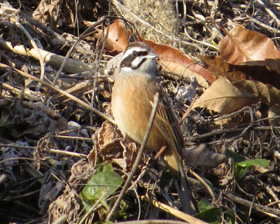 �w�i��I��łق����z�I�W��