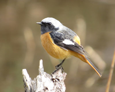 �W���r�͈��z���悷���钹