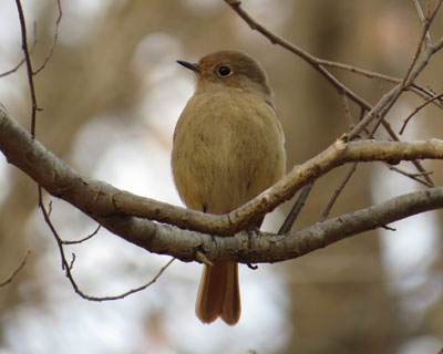 ���N�̓��X�̕������Ȃ�����