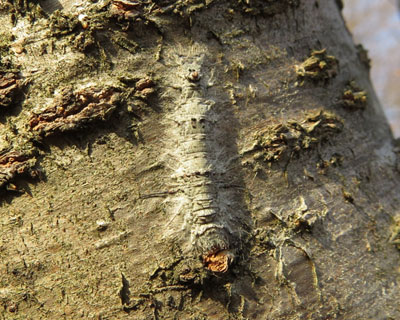 �z�~���̃J���n�K�c��