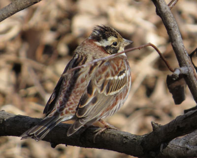 �J�V���_�J�̓s���g�������ɂ���