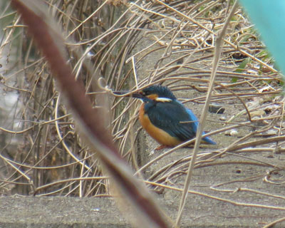 �h�u�p���̃J���Z�~