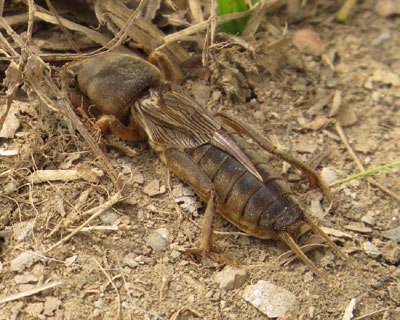 �P���͕s�v�c�Ȓ�