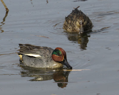 �R�K���͒��������킢���J��