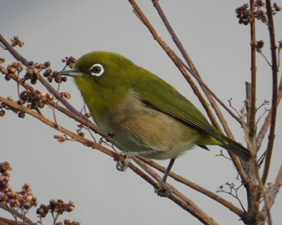 �����T�L�V�L�u���D��