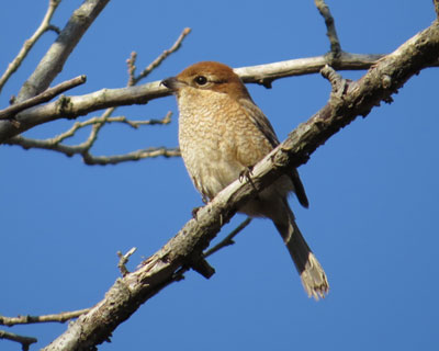 ���킢�����Y�q