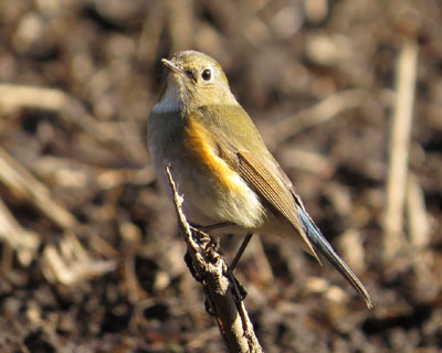 �߂��ɗ��邯�Ǔ��������郋���q