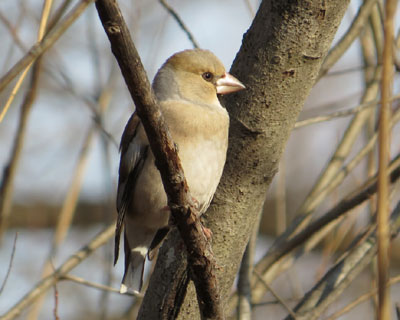 �V�������X�͂��킢���݂���