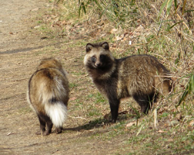 �ӂ�����^�k����