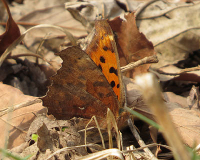 �����ɉz�~�����L�^�e�n