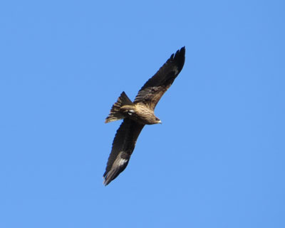 �s��̃g�r�N