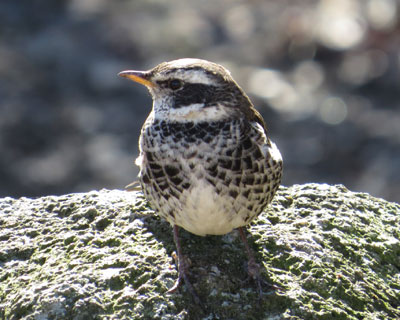 ���Ɠ����Ȃ��c�O�~