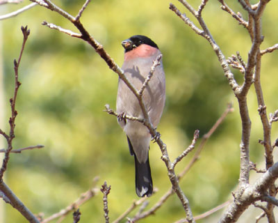 �����H�ׂĂ�E�\