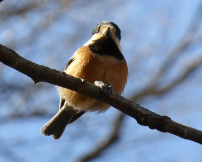 ���}�K���͈�ԎB��₷���J����