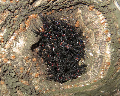 �N�����猊�ɋl�܂��Ă����R�d�i�T�V�K��