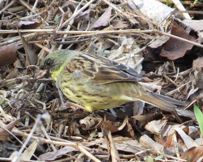 �A�I�W�̏o�������Ȃ�