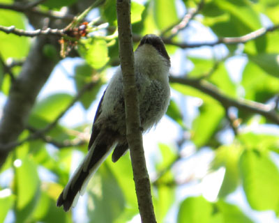 ��̍����G�i�K���o��