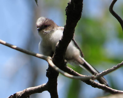 �炪���܂�