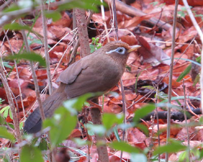 �N�����x�̃K�r�`���E