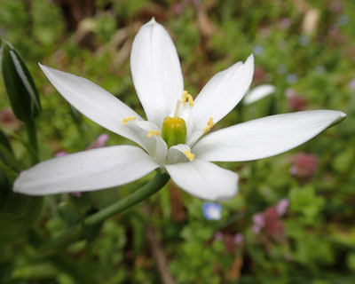 �I�[�j�\�K�����̒��S�̓s�[�}��