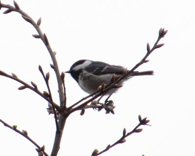 ���N�͑��������q�K�����R�֋A��